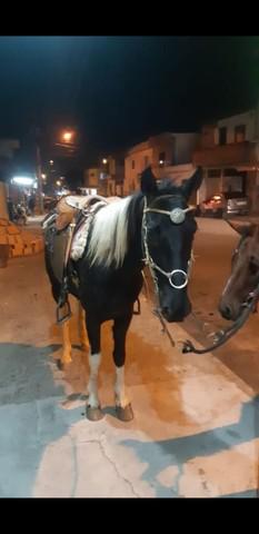 Vendo cavalo pampa de preto castrado manso marcha de centro