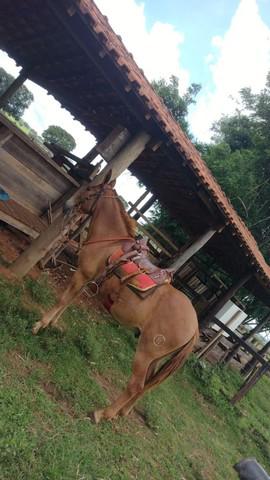 Burro manso de confiança Machado