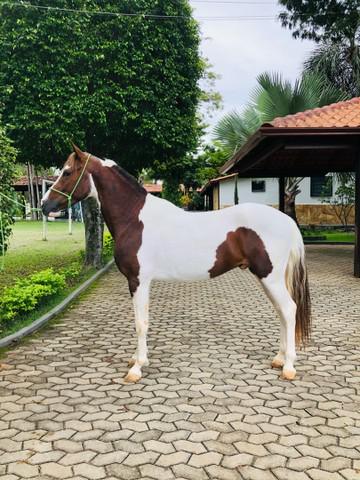 Cavalo mangalarga marchador