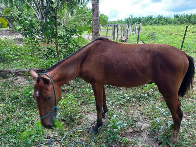 Cavalo manso de cabresto