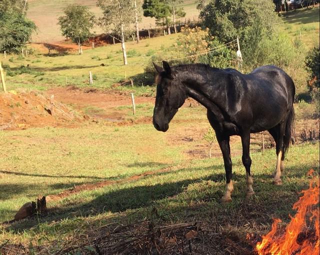 Cavalo manso para crianças