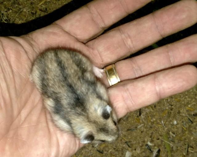 Hamster anão russo filhotes machos e femeas