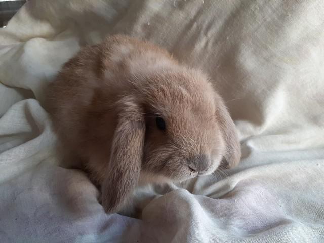 Mini coelhos mini lop