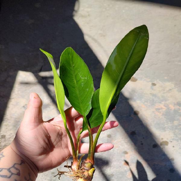 Planta aquática anubia lanceolata