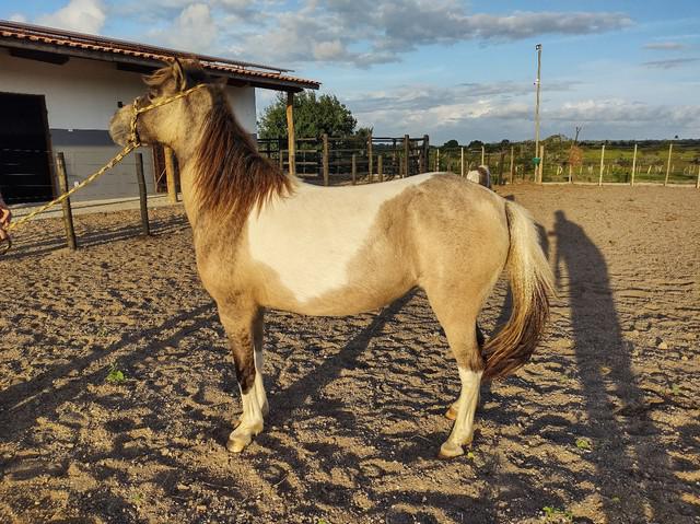 Pônei uma fêmea e 1 macho