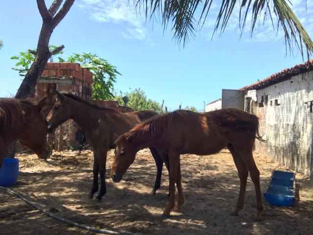 Potras quarto de milha