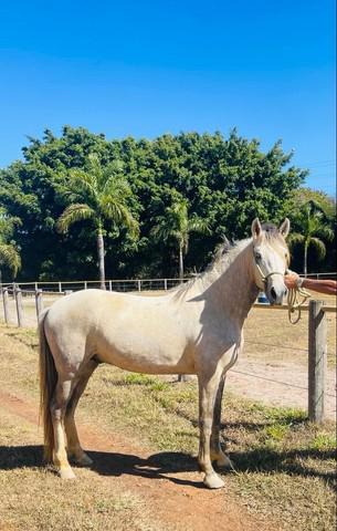 Potro mangalarga marchador