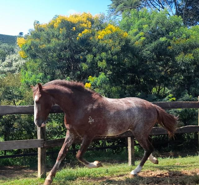 Potro/cavalo mangalarga /