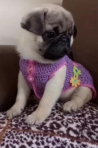 Pug fêmea