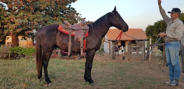 Troco cavalo quarto de milha com manga larga por campolina