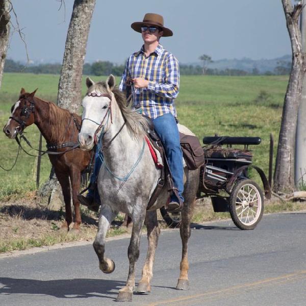 cavalo árabe dócil