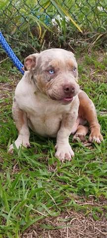 American bully merle