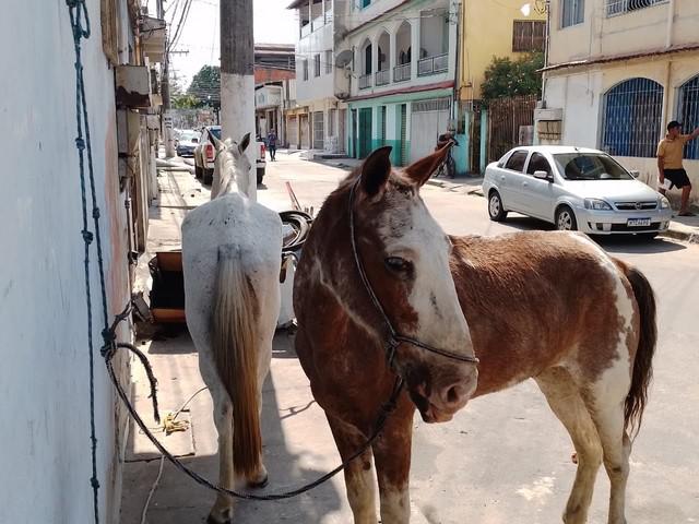 CAVALO MARCHADOR