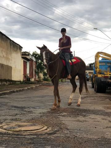 Cavalo Mangalarga