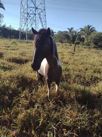 Cavalo pampa castrado manso de sela