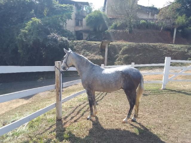 Cavalo mangalarga marchador