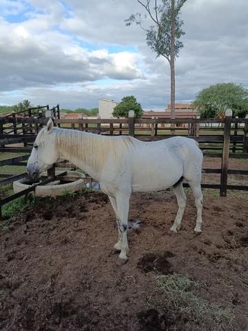 Cavalo mestiço qm