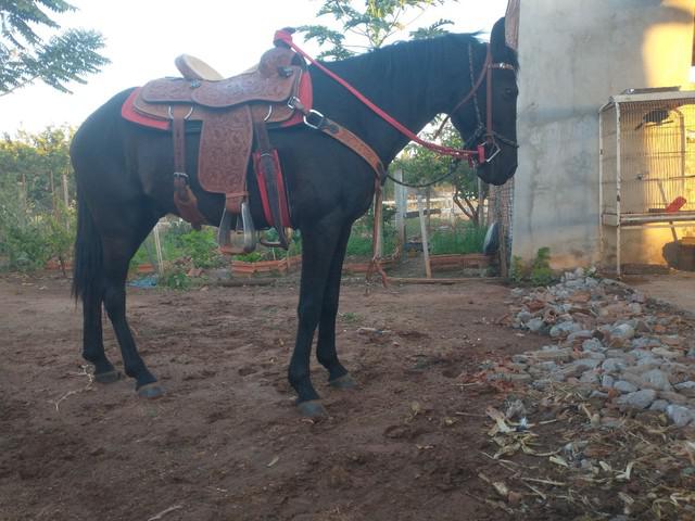 Cavalo preto marcha picada novo manso de confiança,