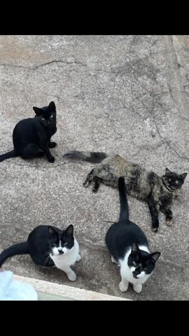 Doação gatos castrados