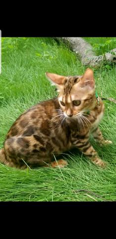 Filhote de gato bengal