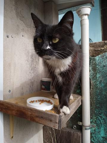 Gata castrada precisa de um lar