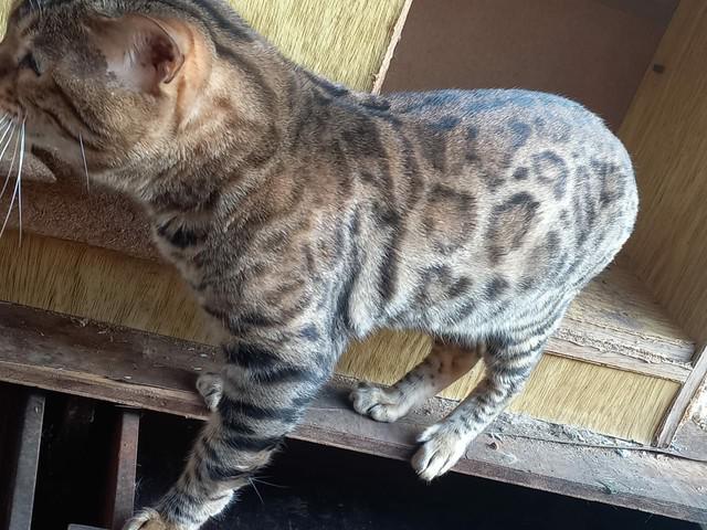 Gato Bengal mini onça filhote