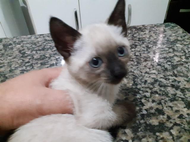 Gato Siamês Filhote