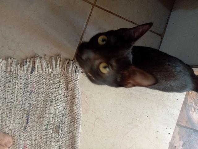 Gato preto filhote