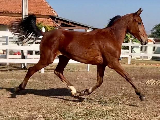 Potra Américan Trotter Argentina