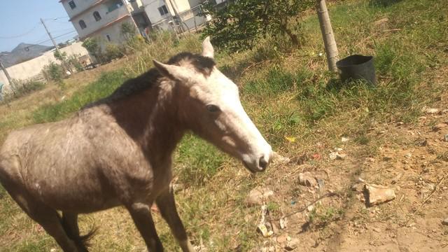 Vendo égua Piquira