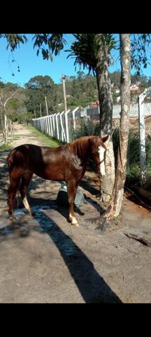 Vendo égua crioula