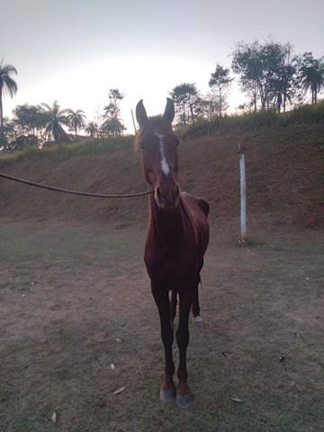 Cavalo MM