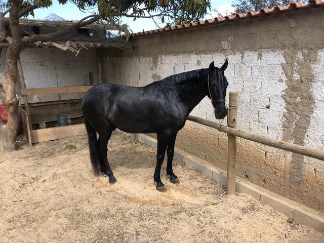 Cavalo de marcha picada