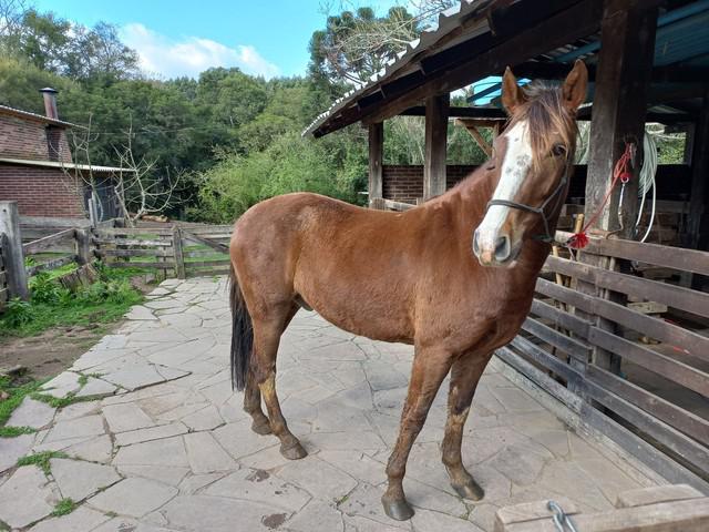 Cavalo extremamente manso!