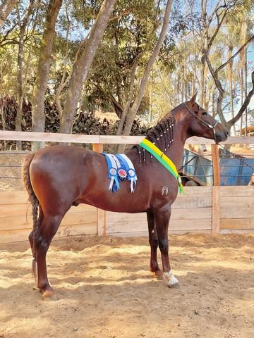 Garanhão mangalarga marchador (registrado)