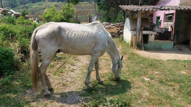 Vende se cavalo