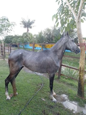 Vende se cavalo manso