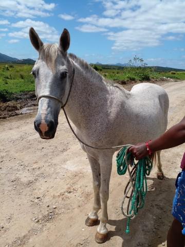 Vendo cavalo capado de marcha picada