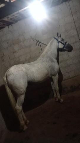 Vendo cavalo de patrão