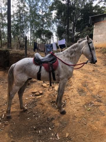 Vendo cavalo mangalarga