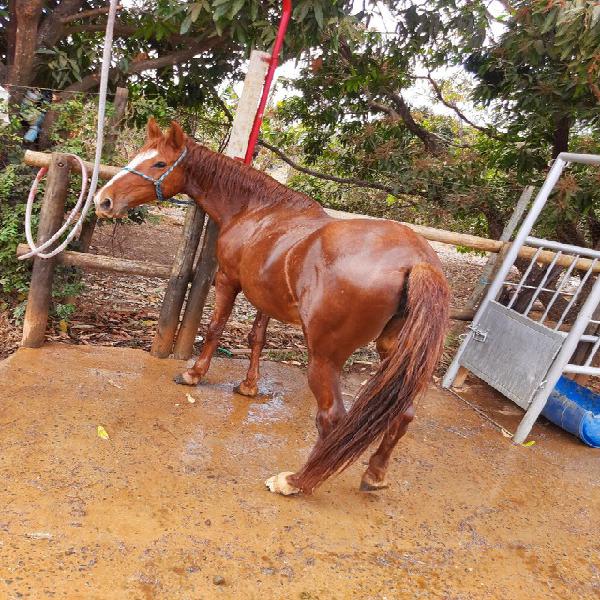 gua mangalarga mansa, e boa de passo