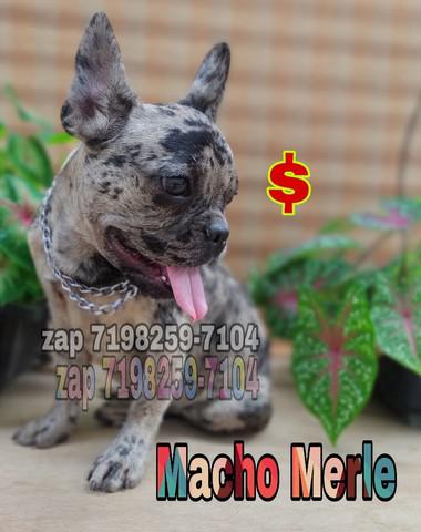 Bulldog francês macho filhote merle valor $1500