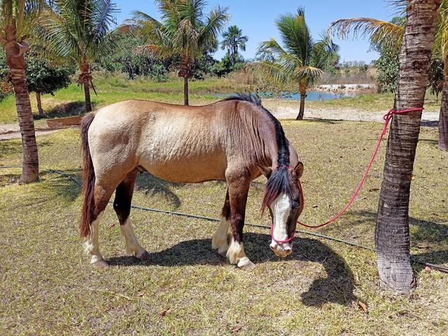 Cavalo crioulo registrado!