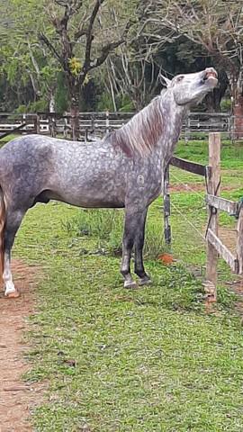 Cavalo Mangalarga Marchador