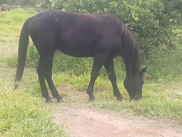 Cavalo Quarto de milha Zaino