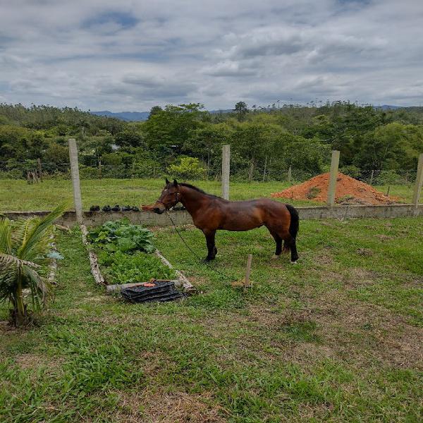 Cavalo criolo castrado bem domado