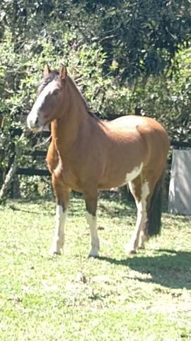 Cavalo crioulo