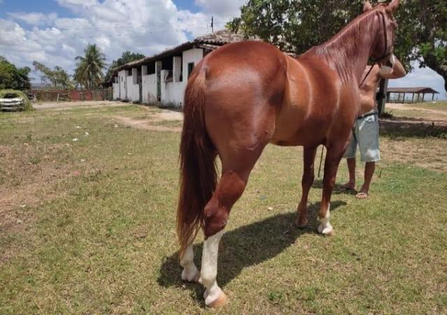 Cavalo de direita