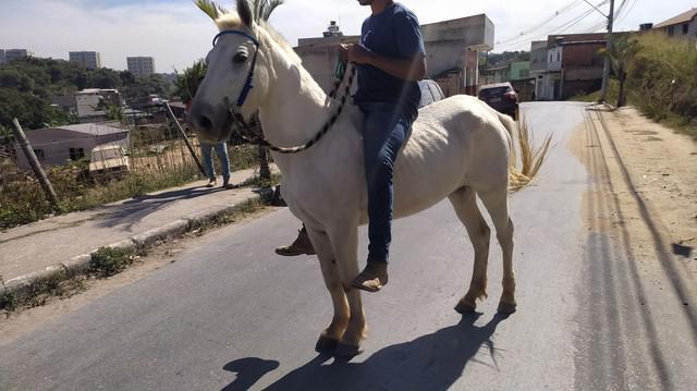 Cavalo manço para criança.