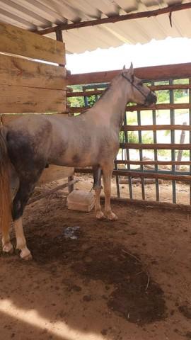 Cavalo marcha picada